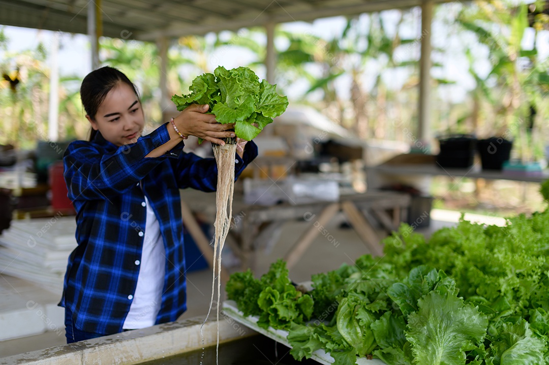 Mulher agricultora cuidando Horta hidropônica, vegetais orgânicos