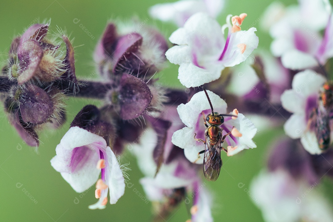 A primavera chegou - insetos coloridos na flor roxa branca.