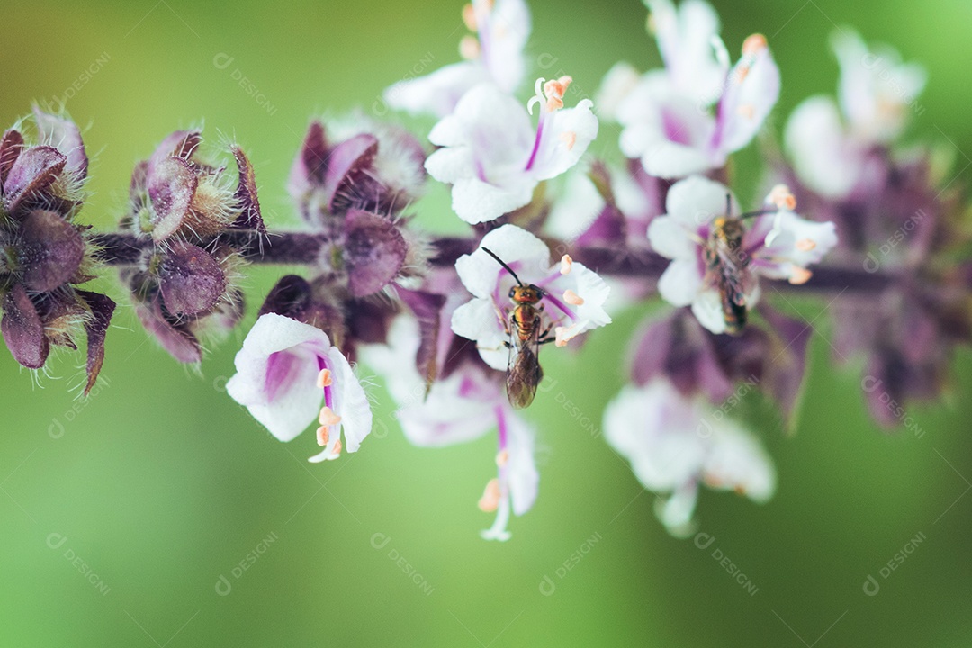 A primavera chegou - insetos coloridos na flor roxa branca.