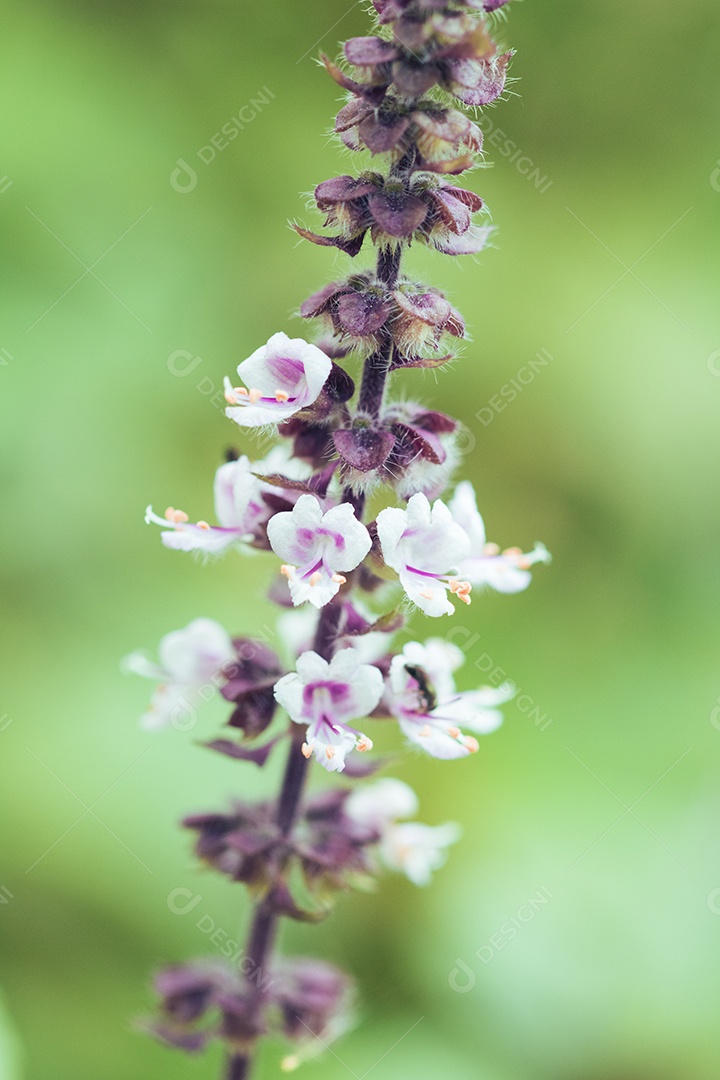 A primavera chegou - insetos coloridos na flor roxa branca.
