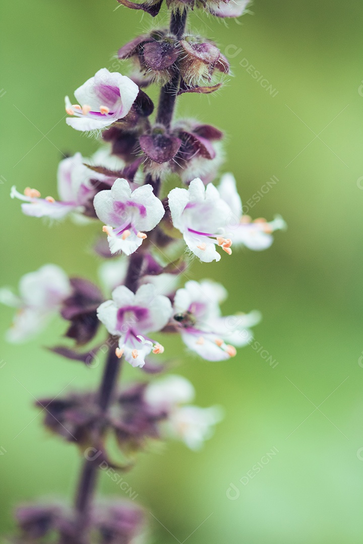 A primavera chegou - insetos coloridos na flor roxa branca.