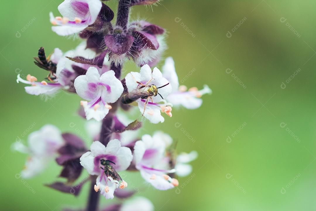 A primavera chegou - insetos coloridos na flor roxa branca.