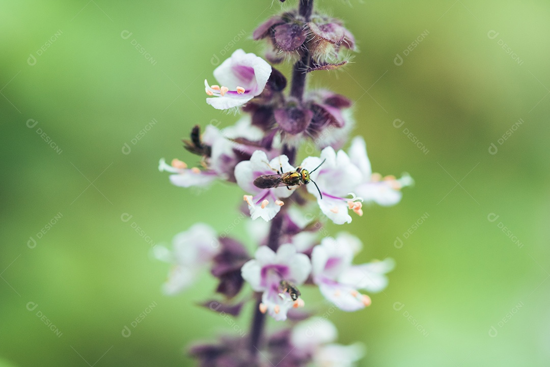 A primavera chegou - insetos coloridos na flor roxa branca.