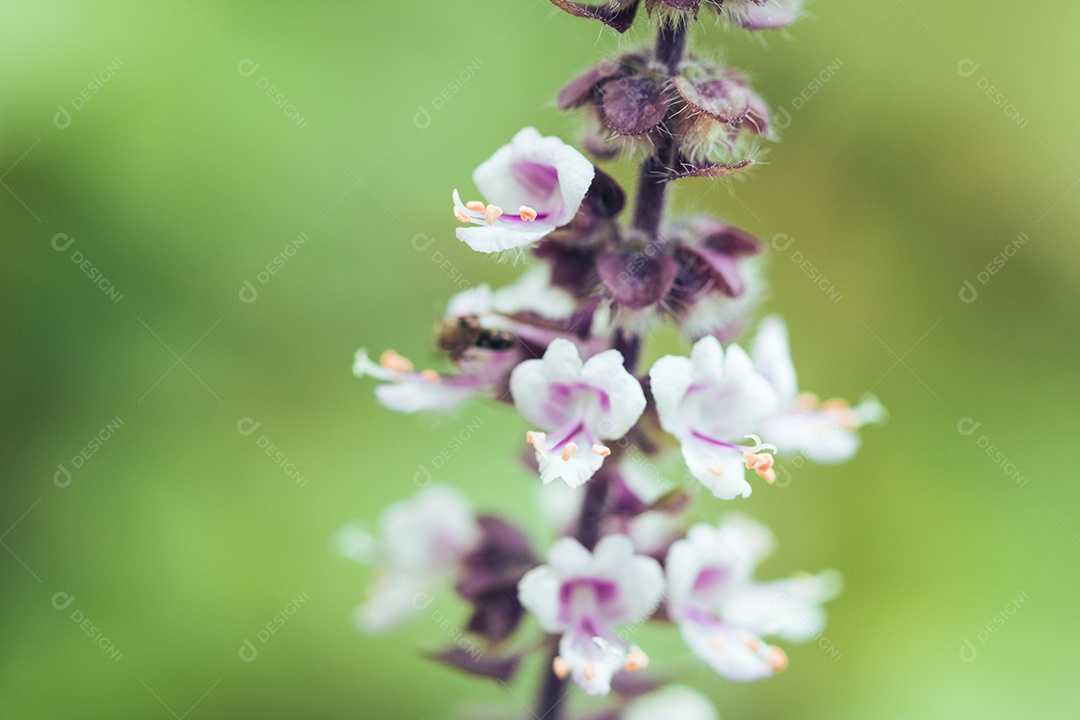 A primavera chegou - insetos coloridos na flor roxa branca.