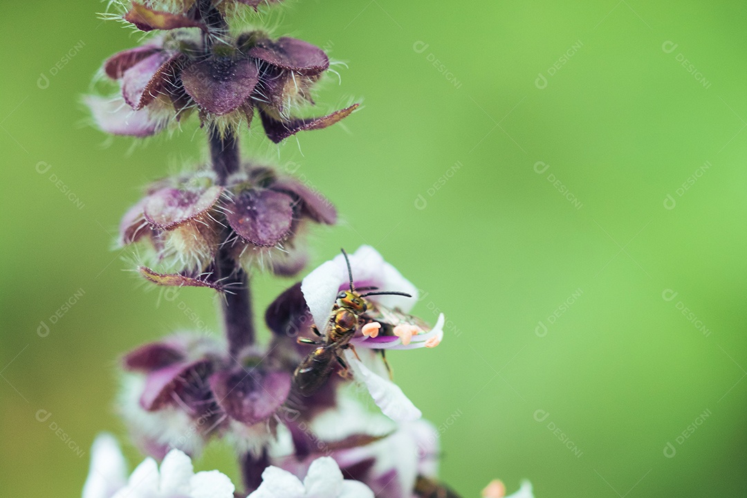 A primavera chegou - insetos coloridos na flor roxa branca.