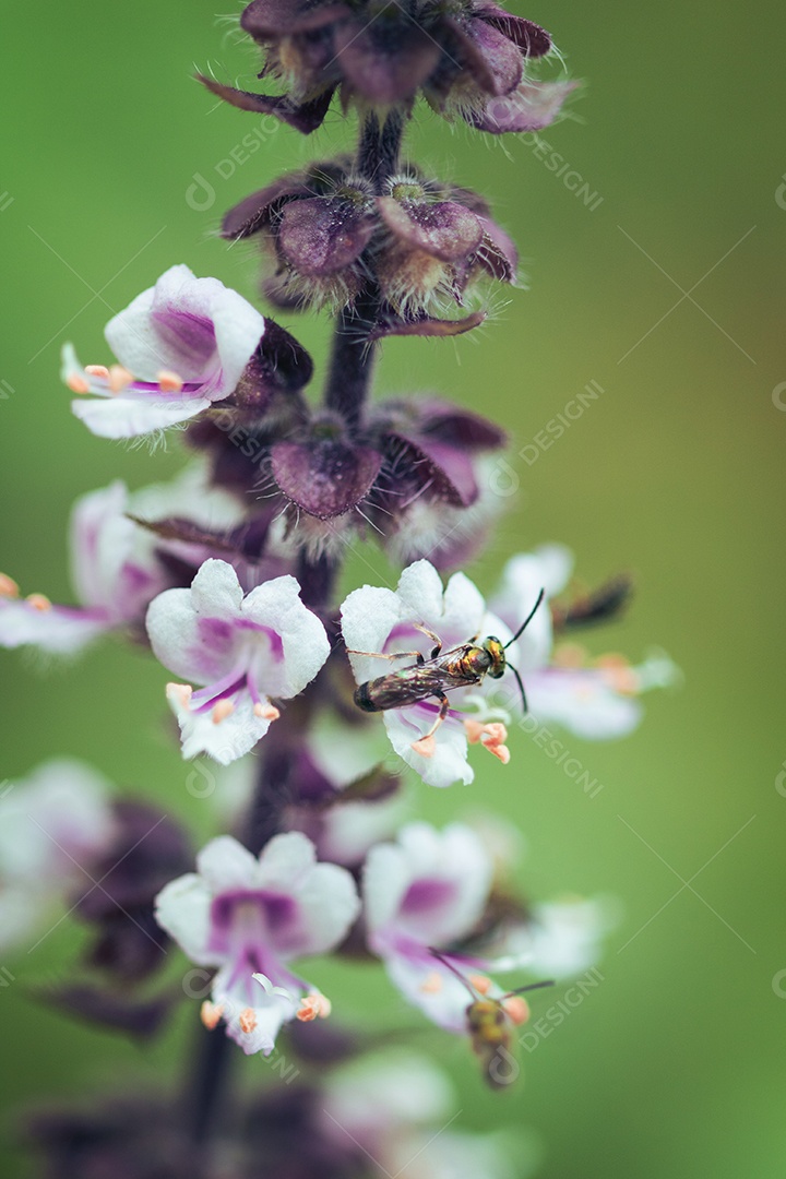 A primavera chegou - insetos coloridos na flor roxa branca.