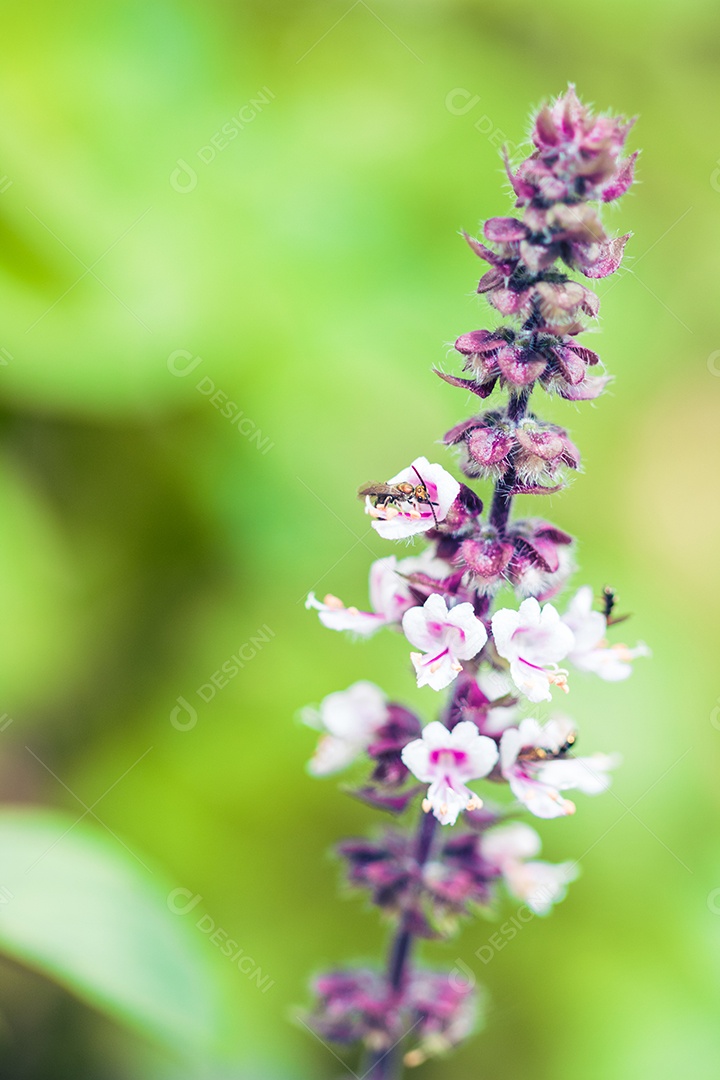A primavera chegou - insetos coloridos na flor roxa branca.