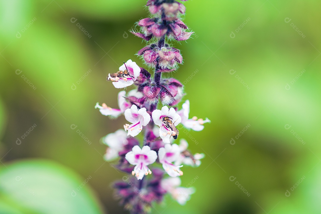 A primavera chegou - insetos coloridos na flor roxa branca.