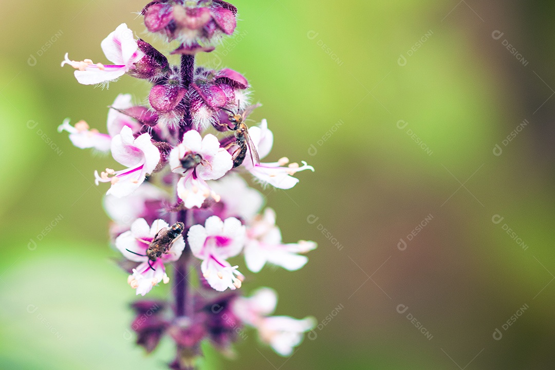 A primavera chegou - insetos coloridos na flor roxa branca.