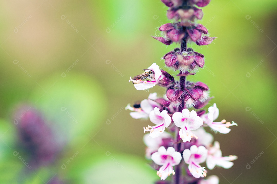 A primavera chegou - insetos coloridos na flor roxa branca.