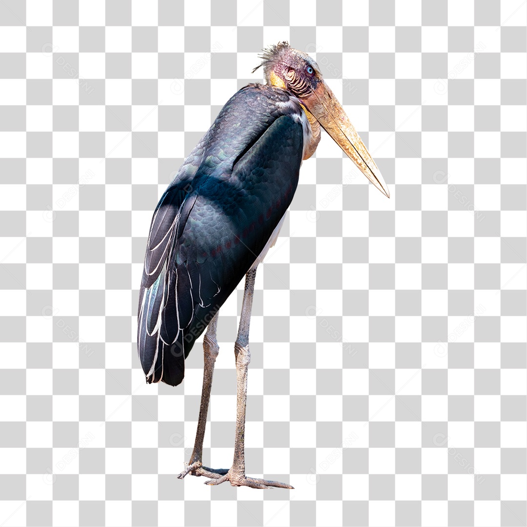 Marabu Ave PNG Transparente