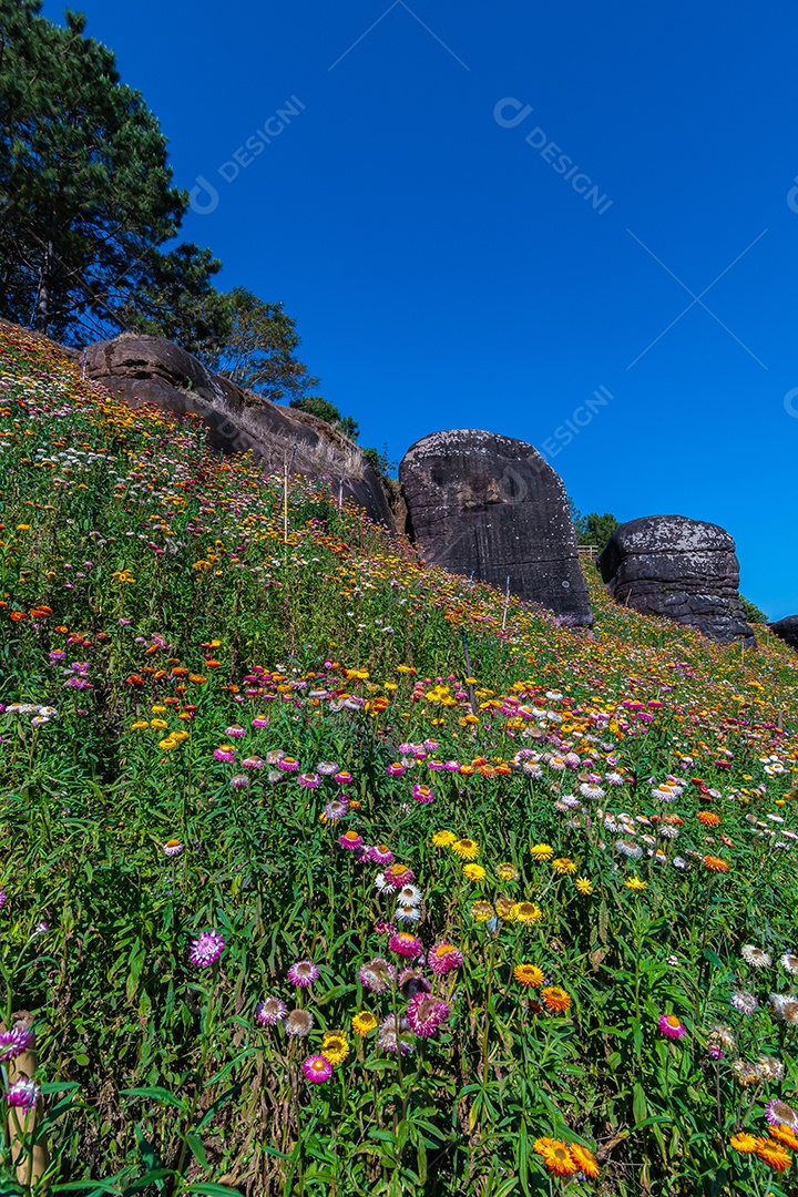 Lindas flores silvestres de prado flor de palha nas montanhas