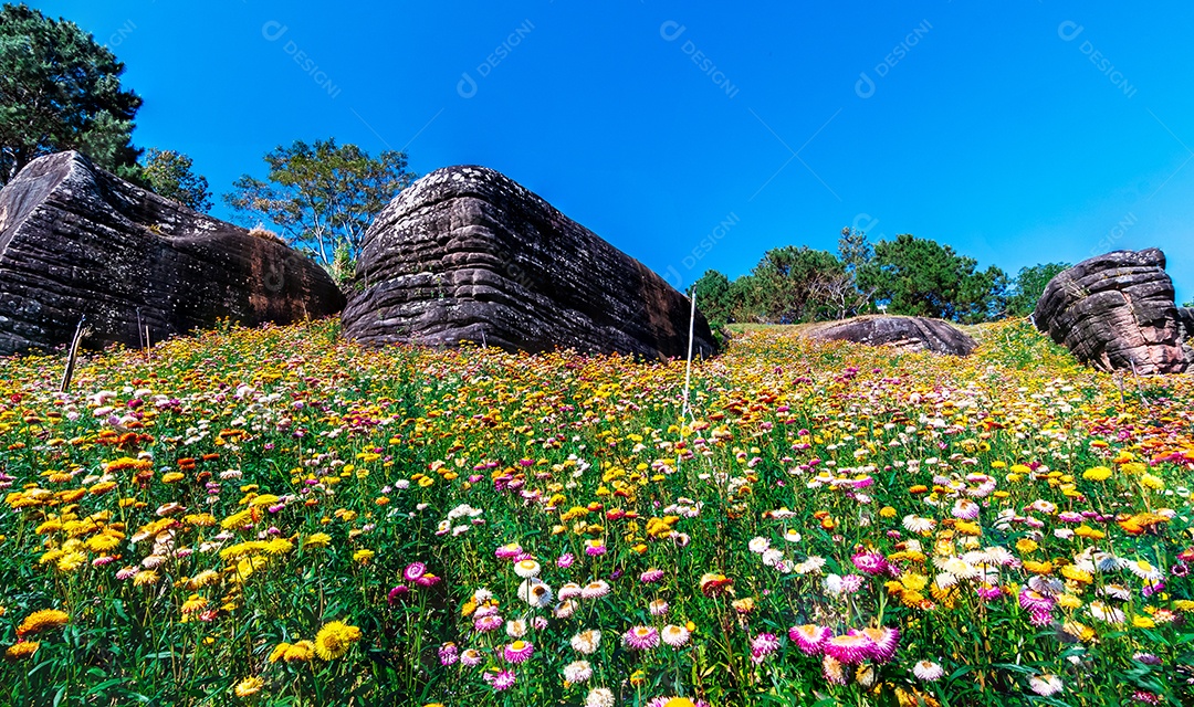 Lindas flores silvestres de prado flor de palha nas montanhas