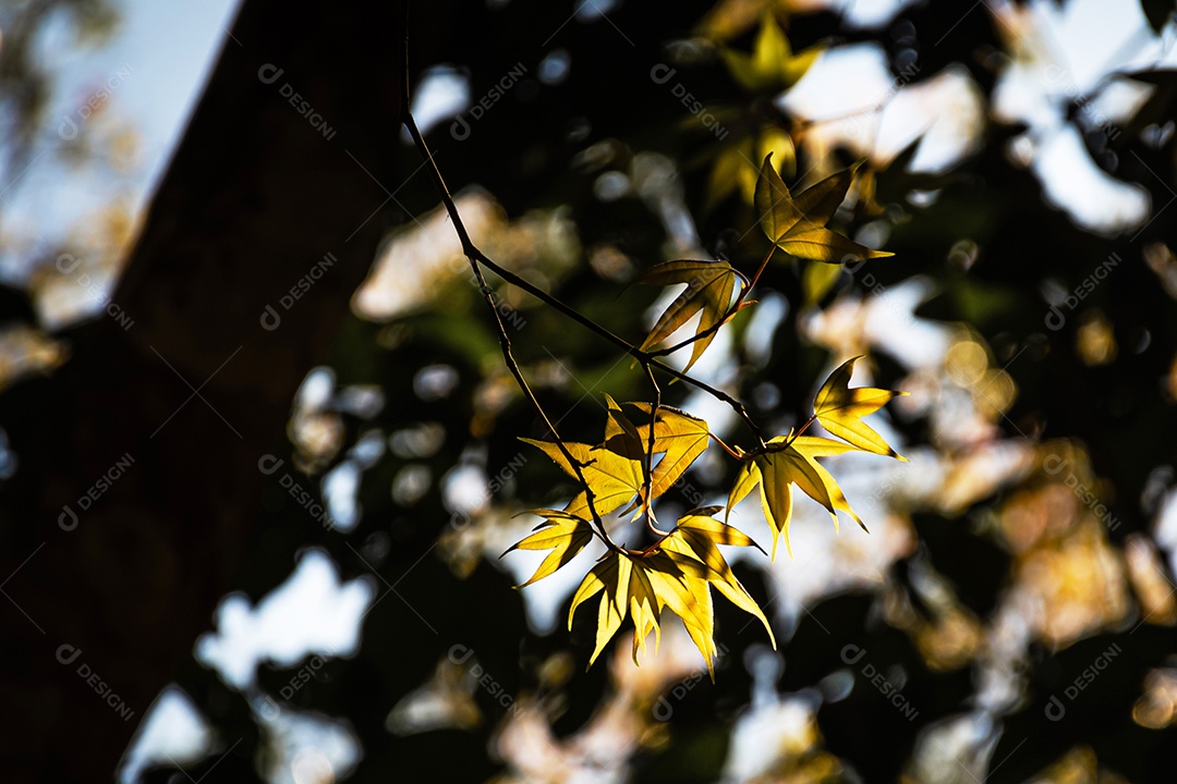 Closeup de folhas de bordo que mudam de cor