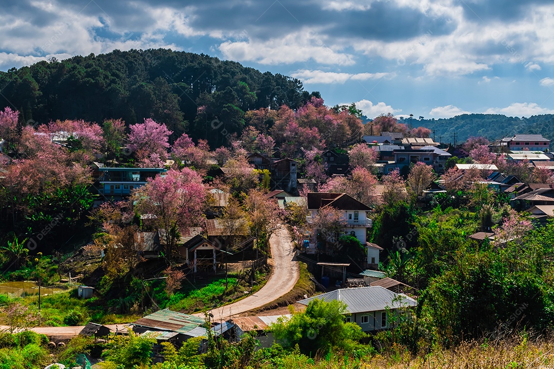 Paisagem de lindas cerejeiras selvagens do Himalaia florescendo flores rosa