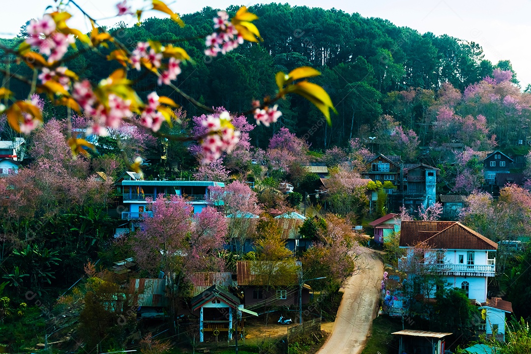 Paisagem de lindas cerejeiras selvagens do Himalaia florescendo flores rosa