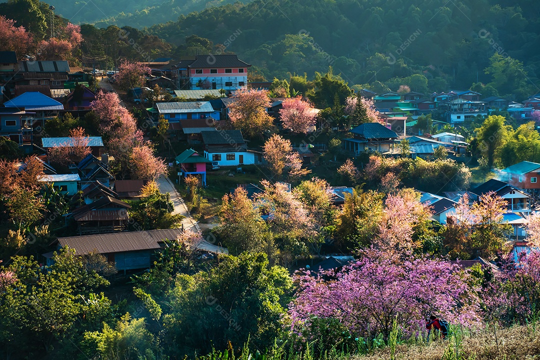 Paisagem de lindas cerejeiras selvagens do Himalaia florescendo flores rosa