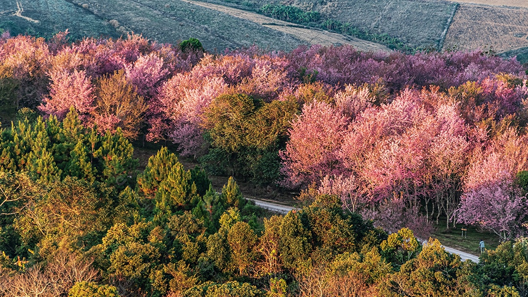 Paisagem de lindas cerejeiras selvagens do Himalaia florescendo flores rosa