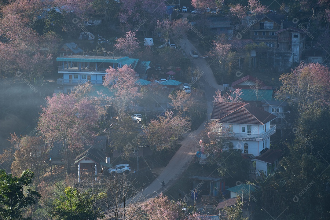 Paisagem de lindas cerejeiras selvagens do Himalaia florescendo flores rosa