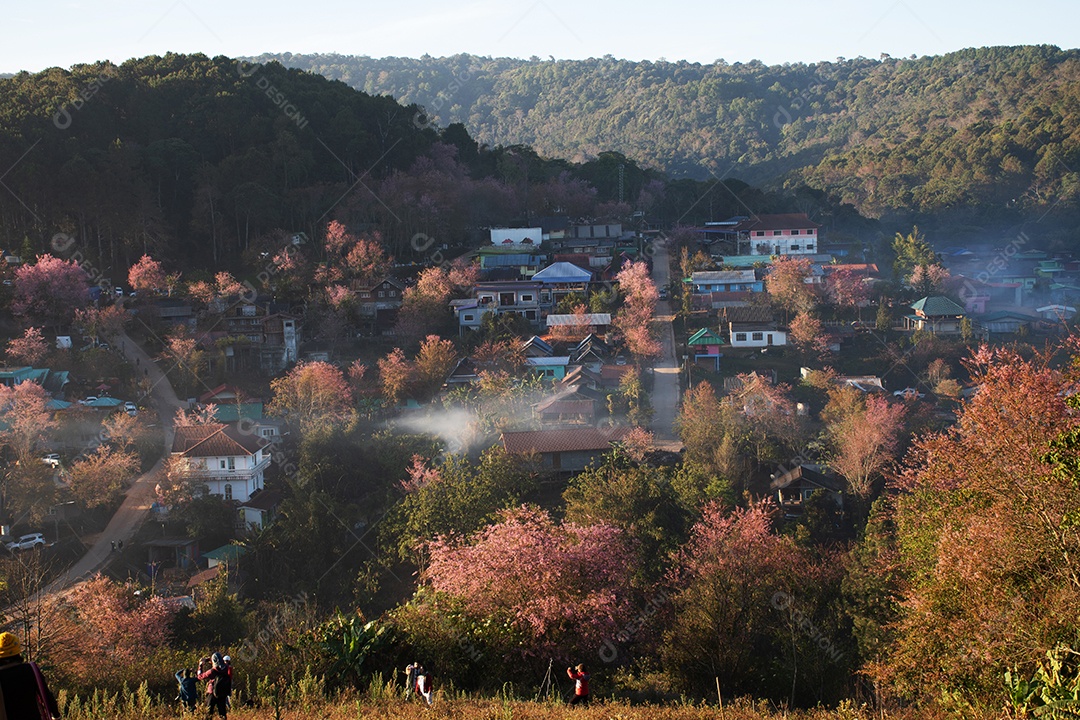 Paisagem de lindas cerejeiras selvagens do Himalaia florescendo flores rosa