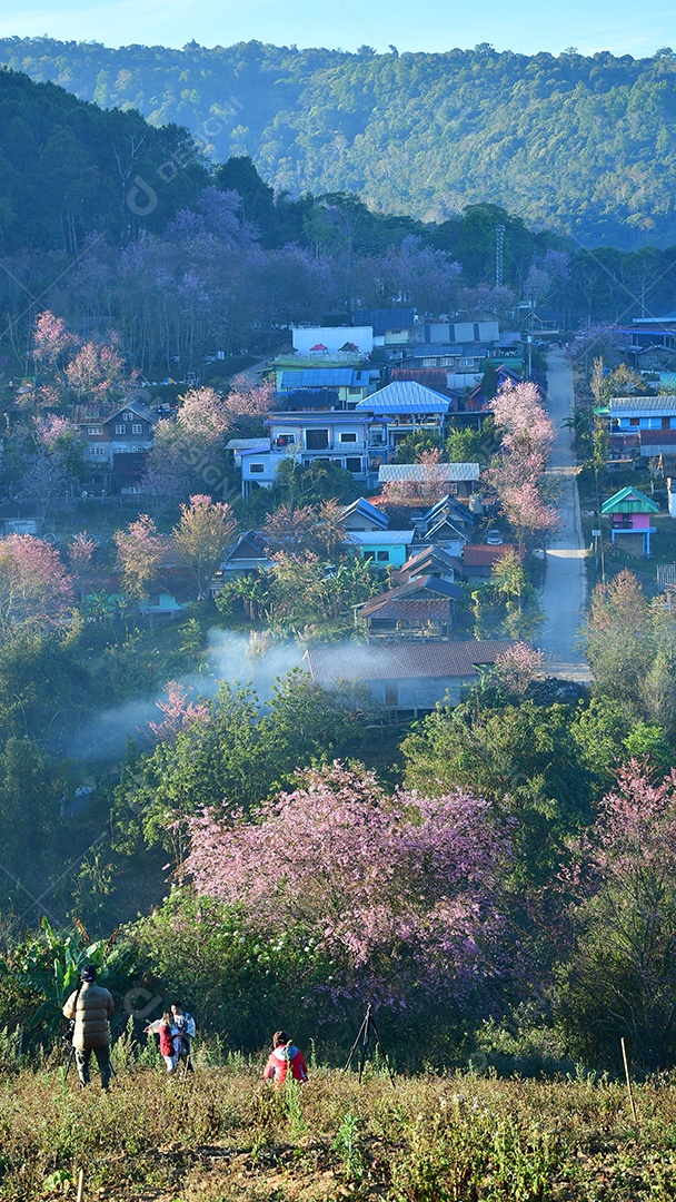 Paisagem de lindas cerejeiras selvagens do Himalaia florescendo flores rosa