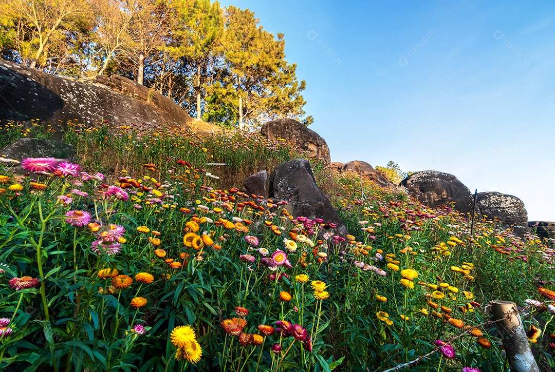 Lindas flores silvestres de prado flor de palha nas montanhas