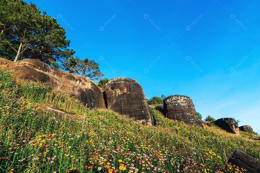 Lindas flores silvestres de prado flor de palha nas montanhas