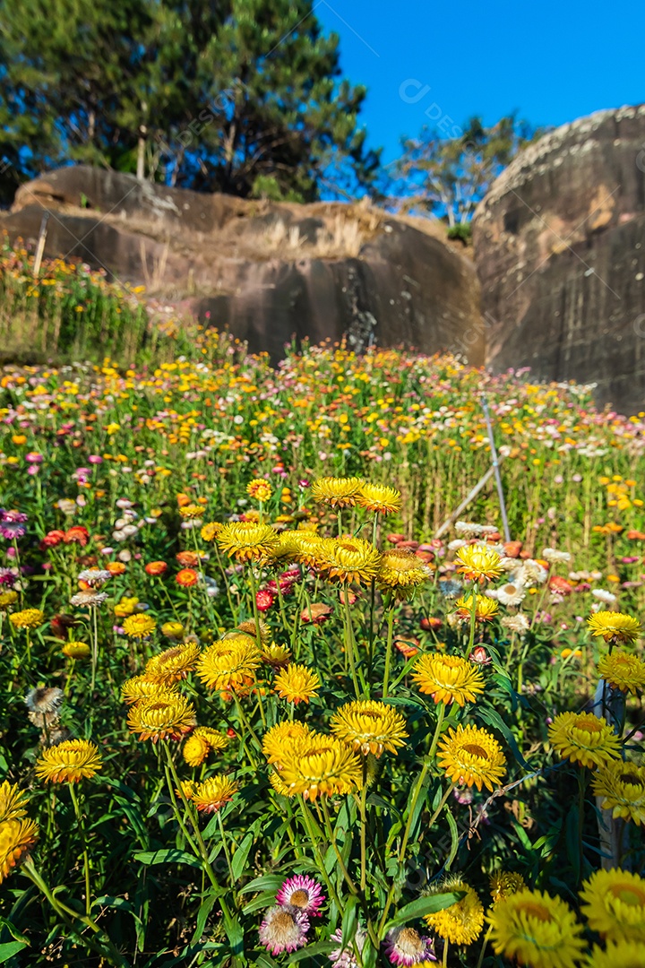 Lindas flores silvestres de prado flor de palha nas montanhas