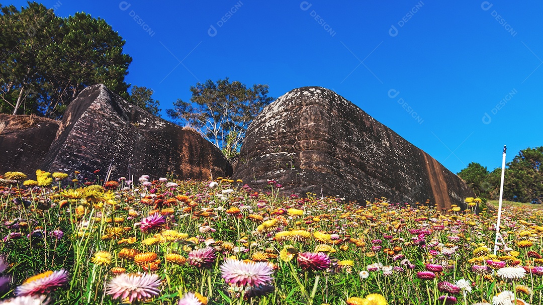 Lindas flores silvestres de prado flor de palha nas montanhas