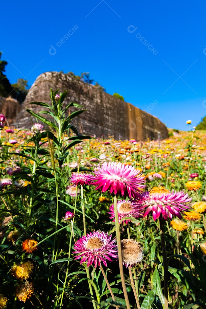 Lindas flores silvestres de prado flor de palha nas montanhas