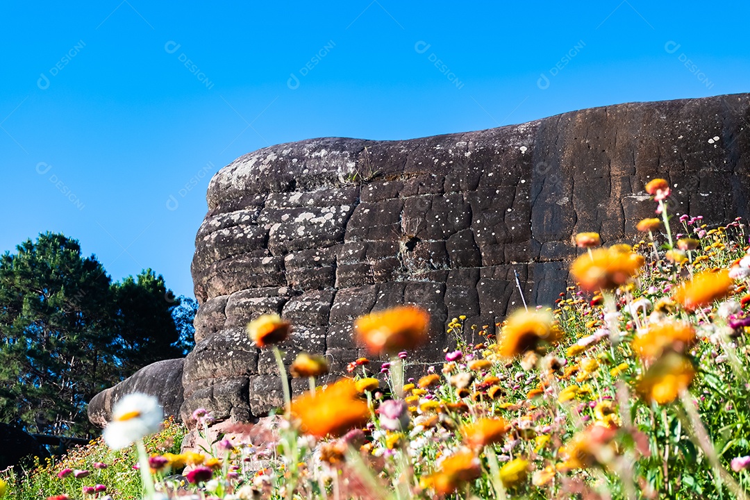 Lindas flores silvestres de prado flor de palha nas montanhas