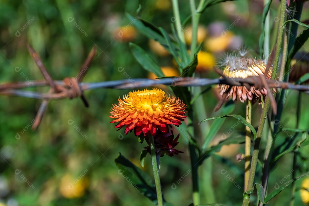 Lindas flores silvestres de prado flor de palha nas montanhas