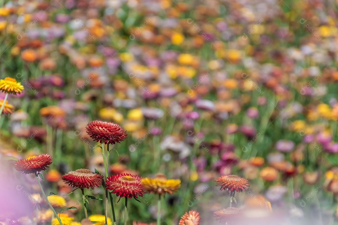 Lindas flores silvestres de prado flor de palha nas montanhas