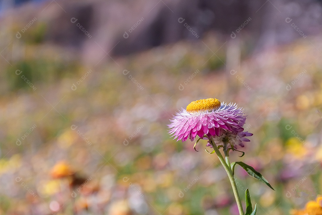 Lindas flores silvestres de prado flor de palha nas montanhas Phu Hin Rong Kla National