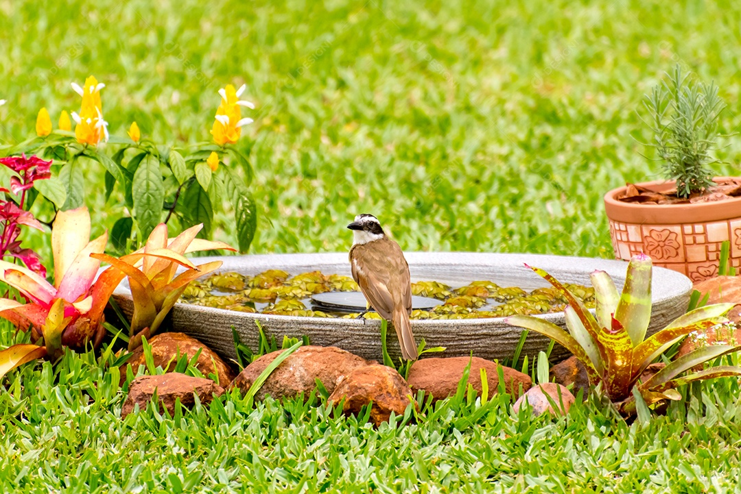 Pássaro amarelo na fonte do jardim.