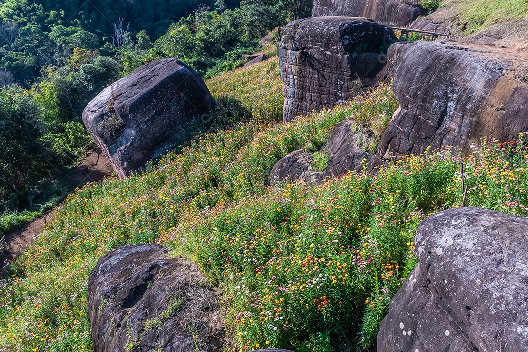 Lindas flores silvestres de prado flor de palha nas montanhas Phu Hin Rong Kla National