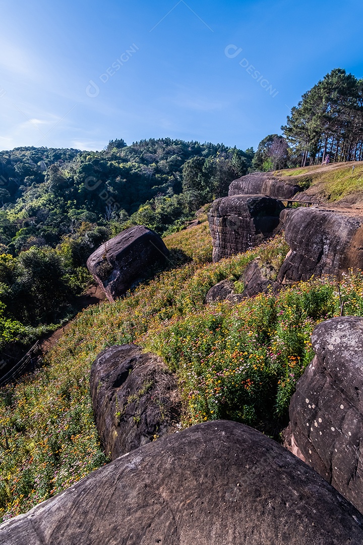 Lindas flores silvestres de prado flor de palha nas montanhas Phu Hin Rong Kla National