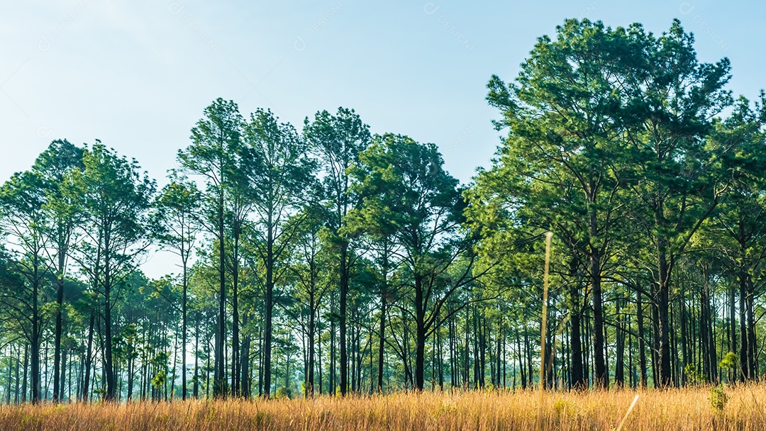 Foco de seleção pinheiros na floresta seus galhos contra um céu azul