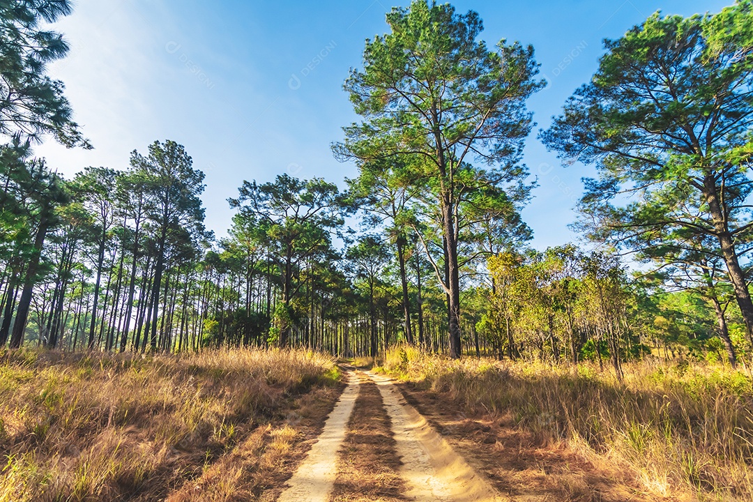 Foco de seleção pinheiros na floresta seus galhos contra um céu azul