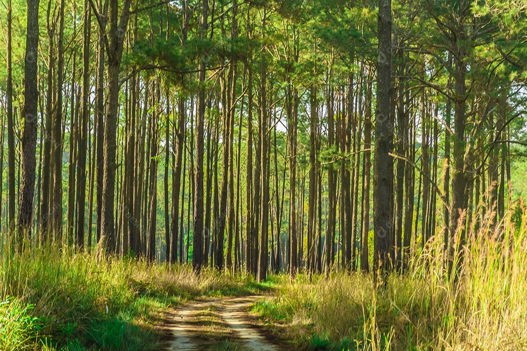 Foco de seleção pinheiros na floresta seus galhos contra um céu azul