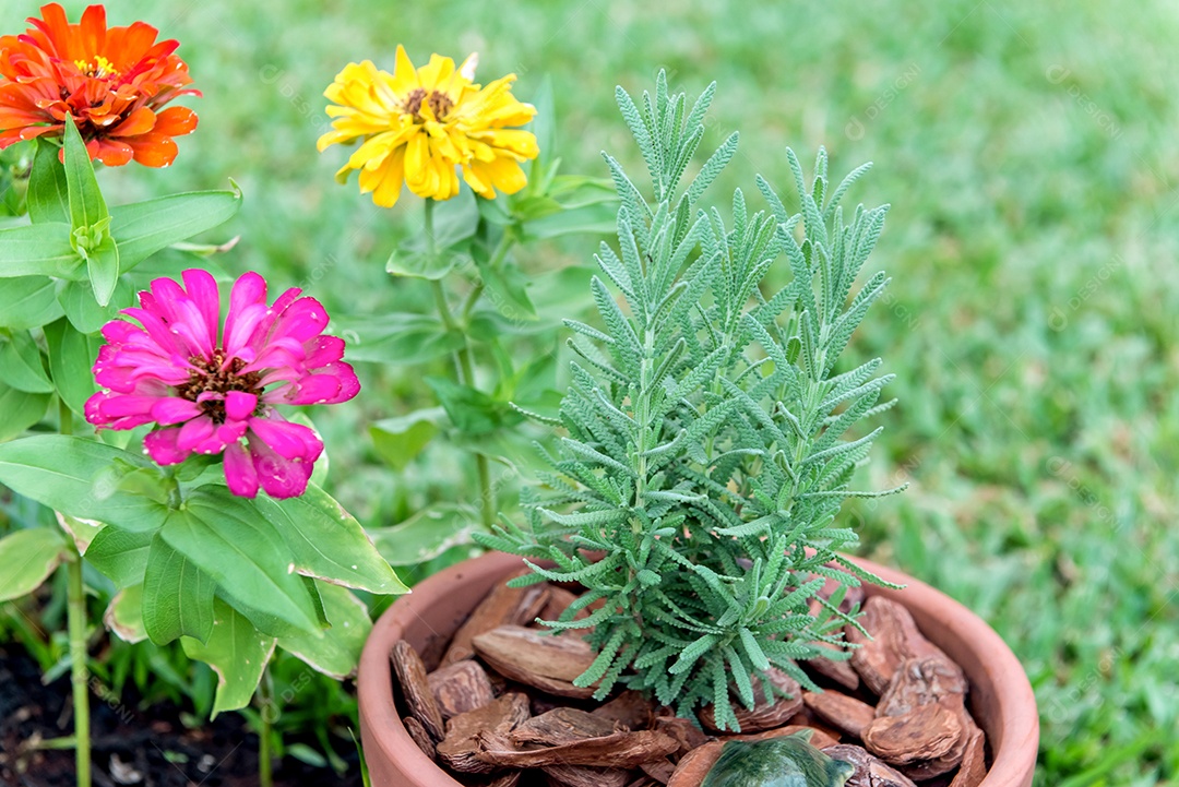 Flores coloridas e plantas de lavanda no jardim.