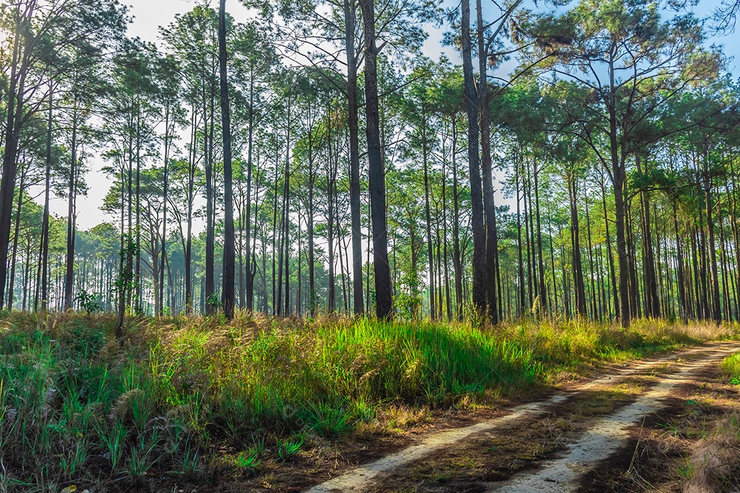 Foco de seleção pinheiros na floresta seus galhos contra um céu azul