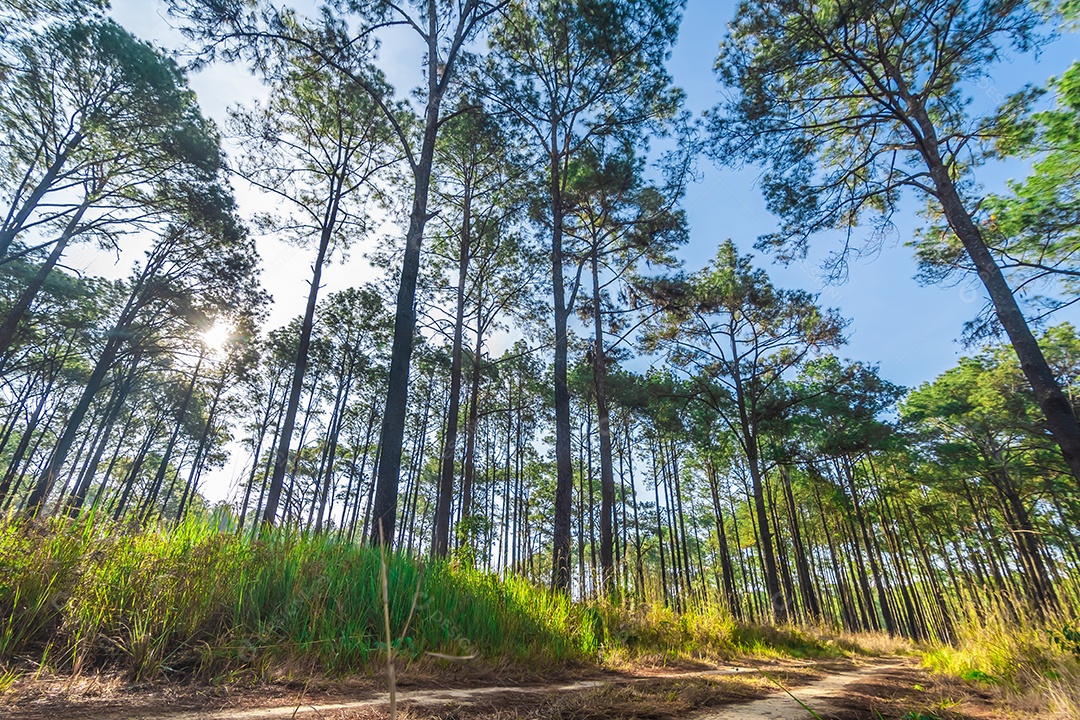 Foco de seleção pinheiros na floresta seus galhos contra um céu azul