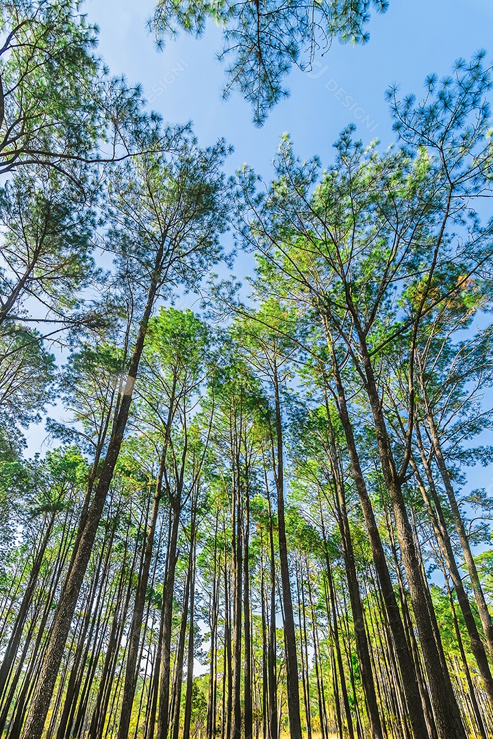 Foco de seleção pinheiros na floresta seus galhos contra um céu azul