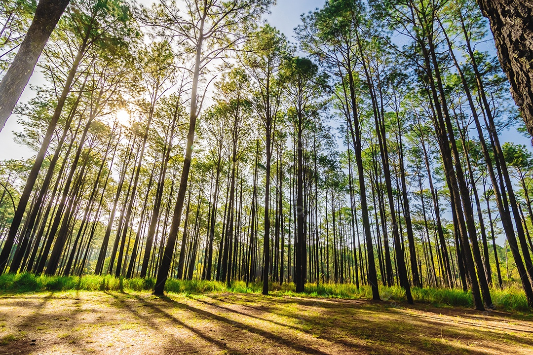 Floresta de pinheiros no verão no parque nacional Thung Salaeng Luang Tailândia