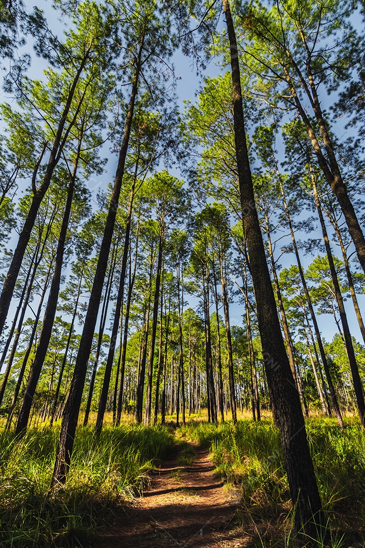 Floresta de pinheiros no verão no parque nacional Thung salaeng luang tailândia