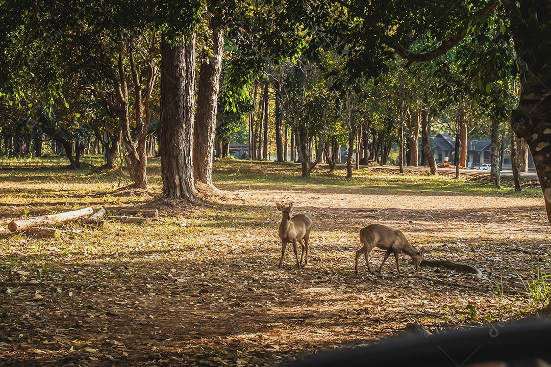 Veado na área de conservação da vida selvagem do prado