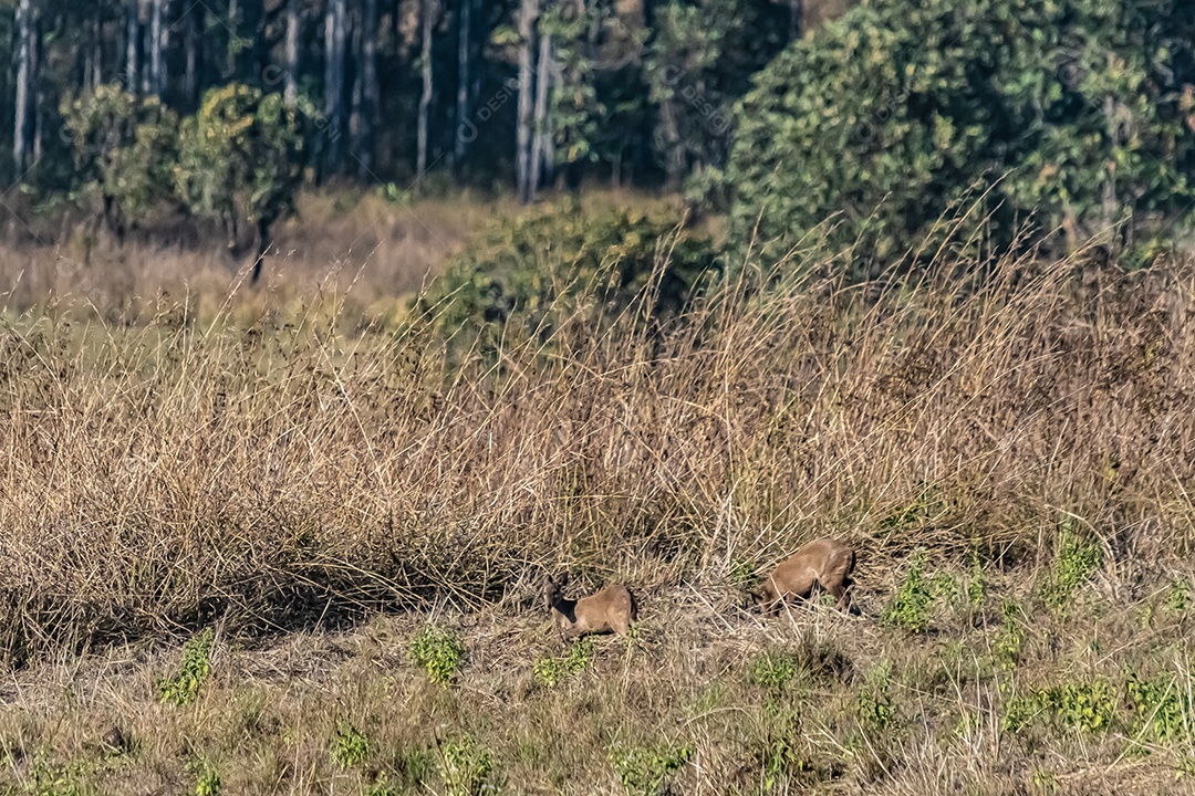 Veado na área de conservação da vida selvagem do prado