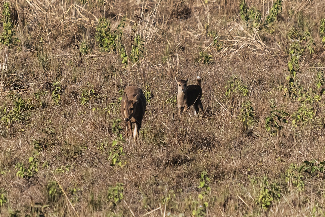 Veado no prado Área de Conservação da Vida Selvagem