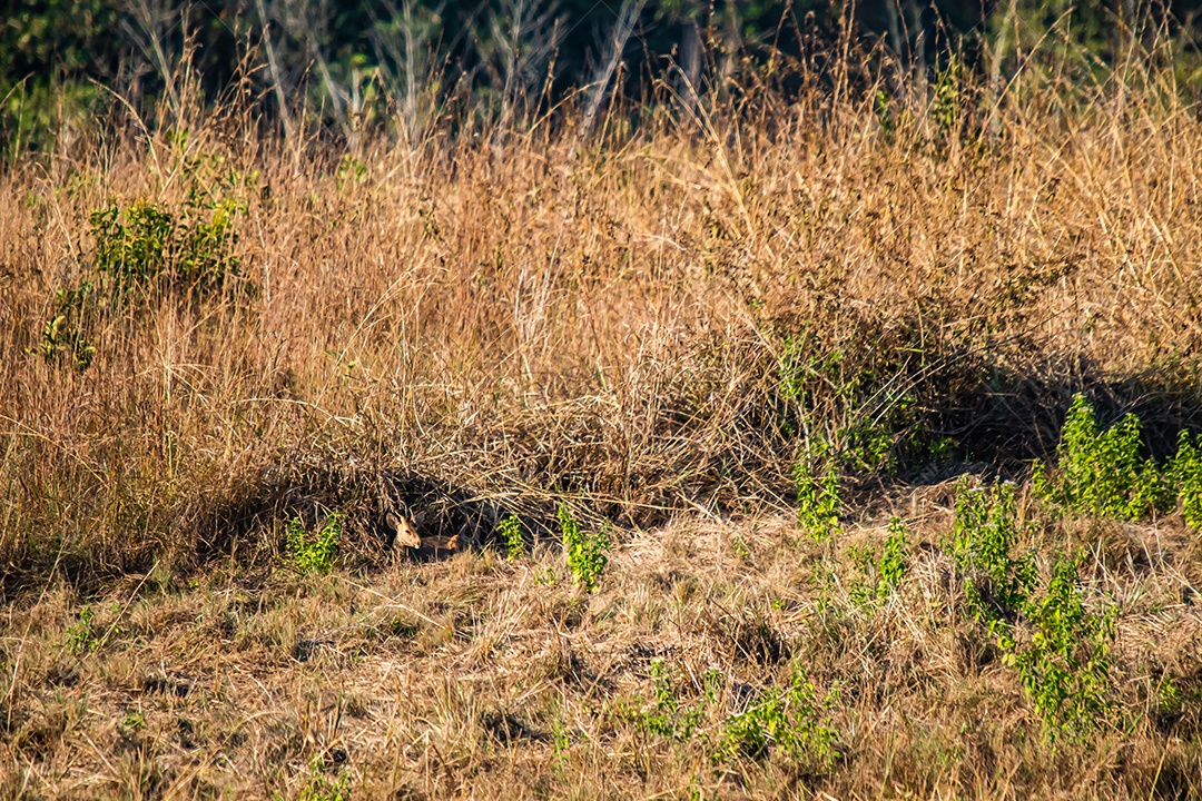 Veado na área de conservação da vida selvagem do prado